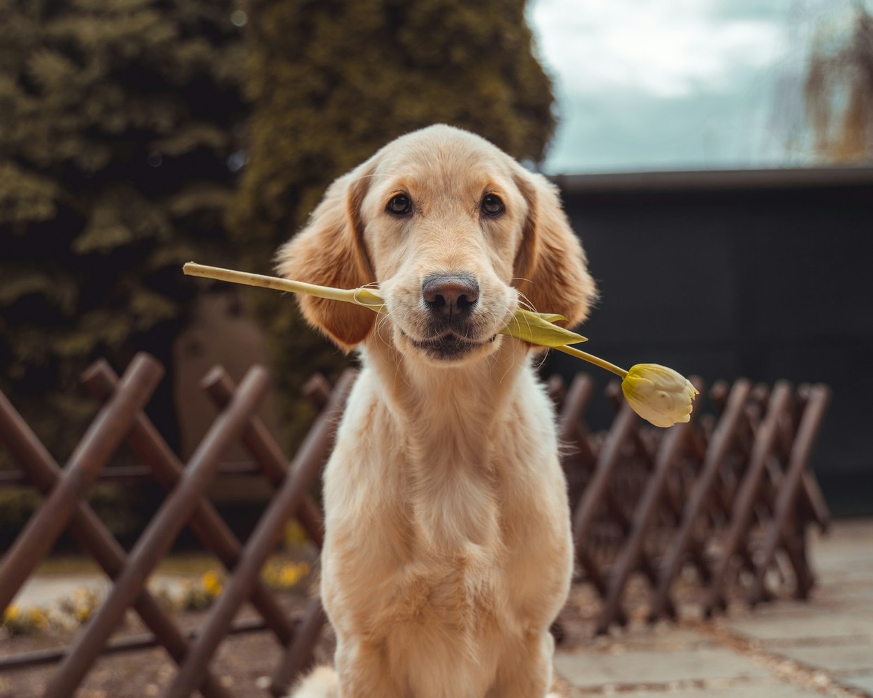 Golden retriever